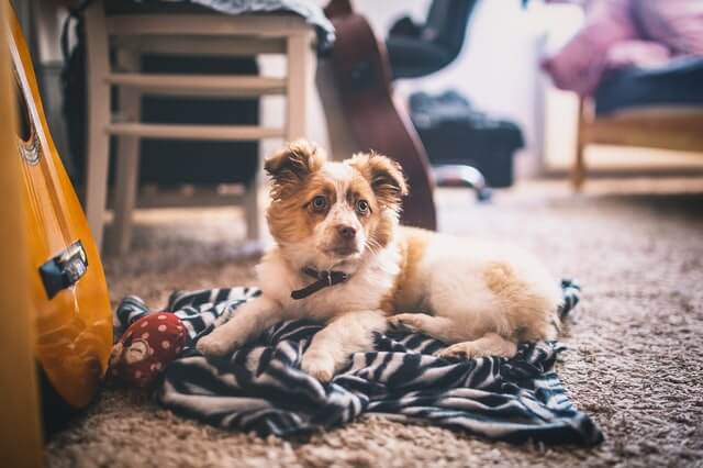 dog in carpet