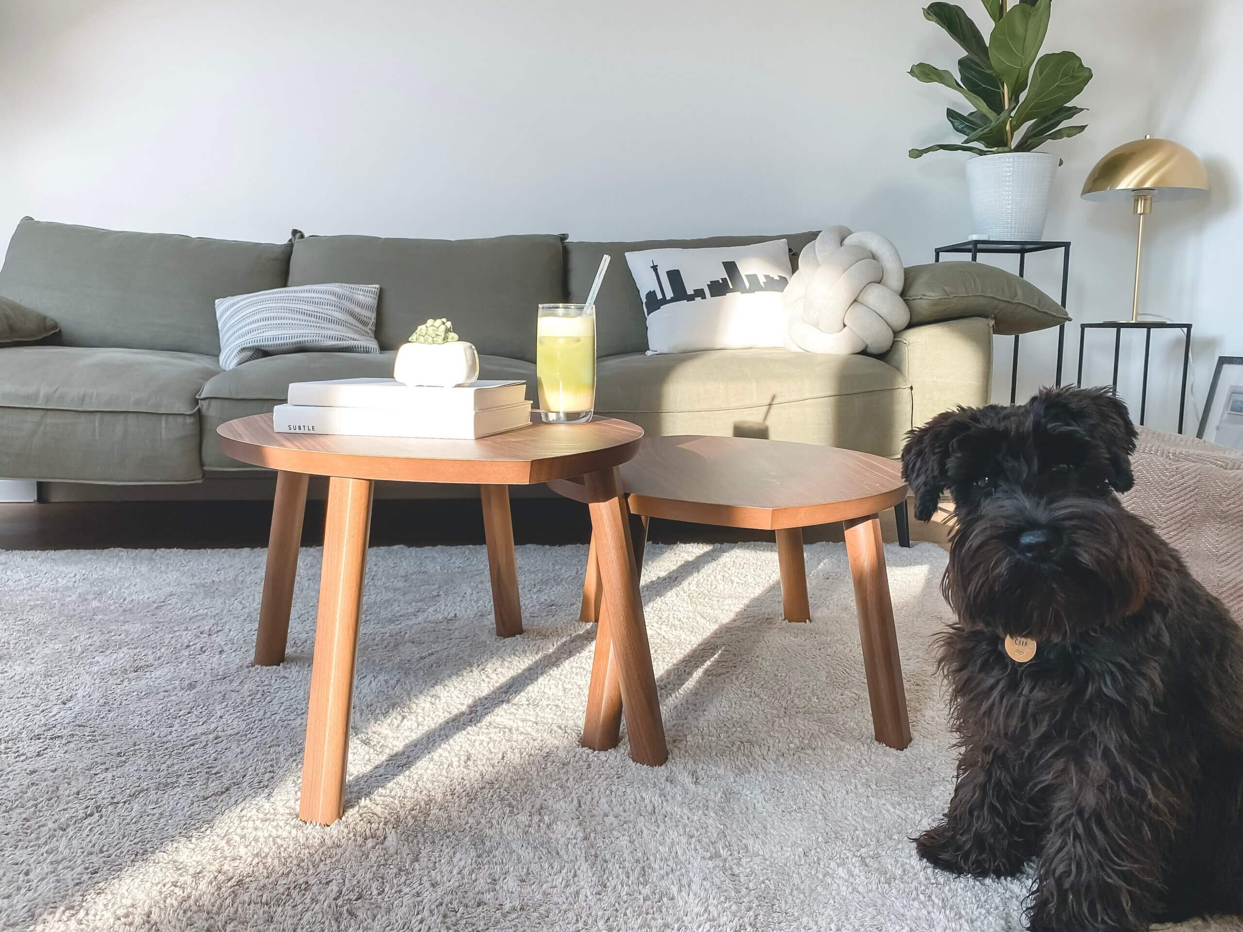 Home Cleaning 101: Benefits of Water-Based Carpet Cleaning