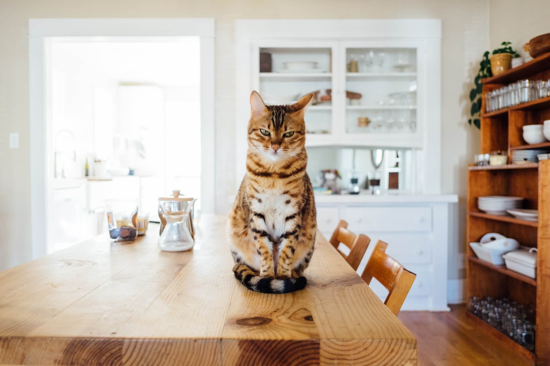 3 Tips to Keeping a Clean House When You Have Pets