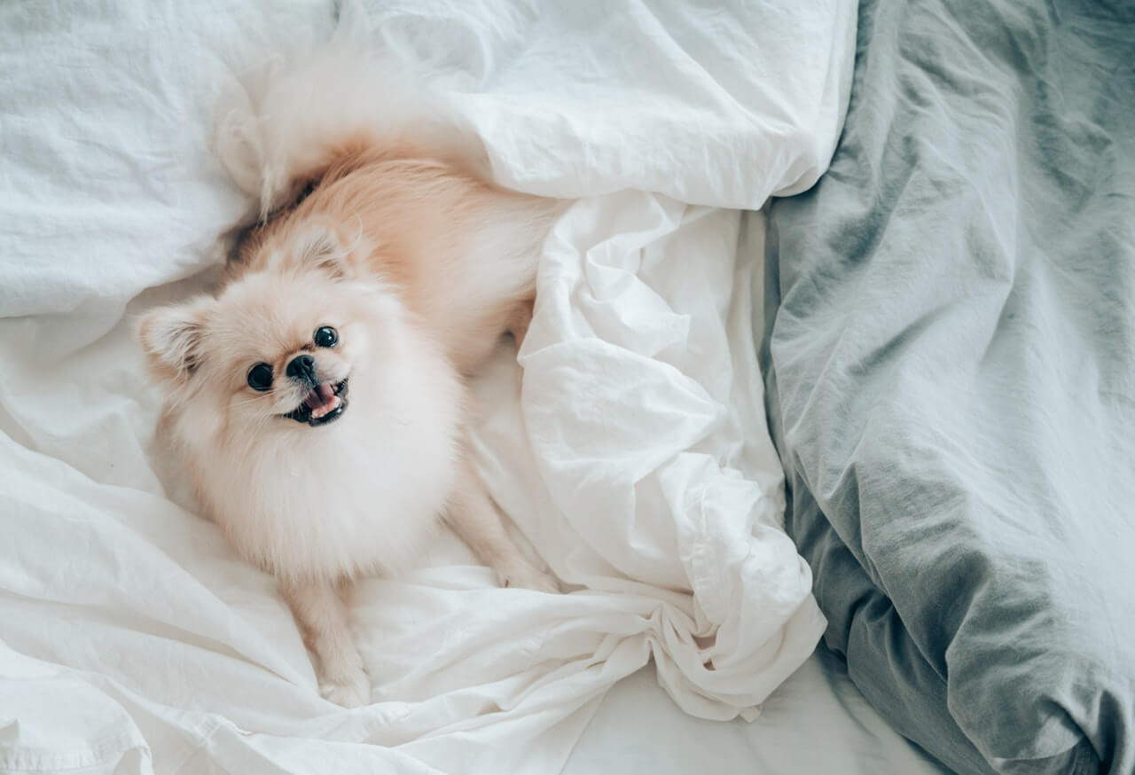 How to Get Rid of Your Dog’s Unpleasant Odours at Home
